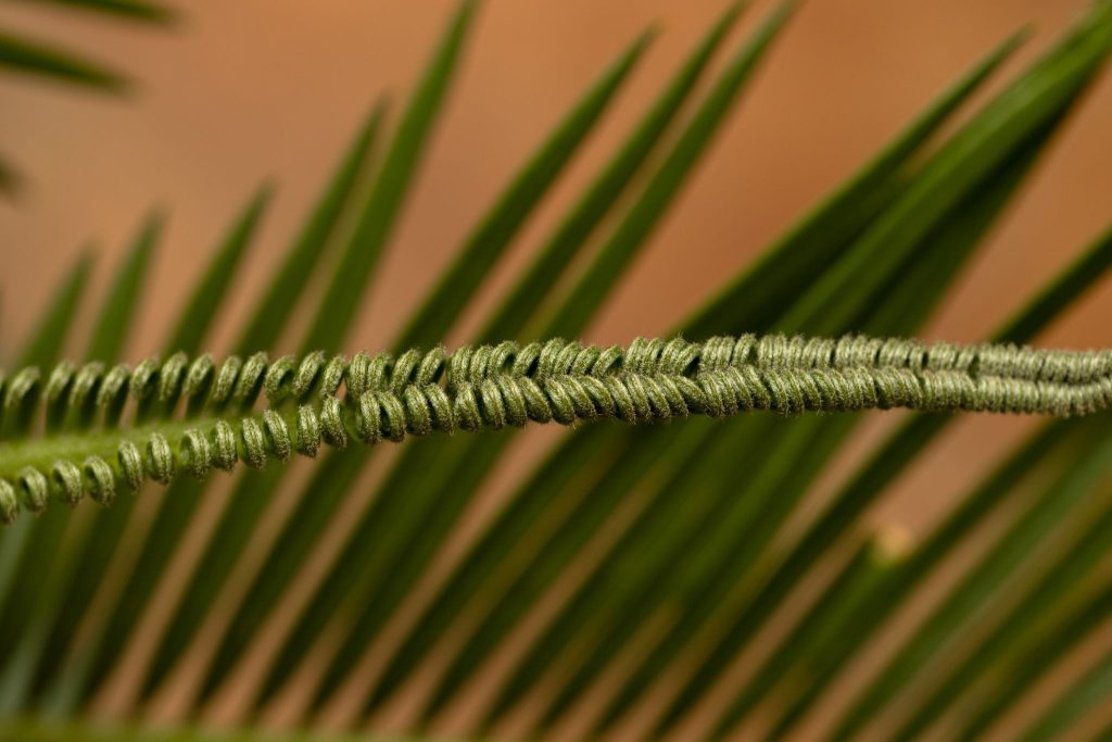 How do you gather and prepare pine needles for coiling crafts?